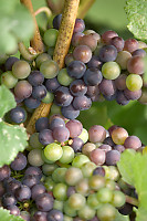 Purple And Green Grapes