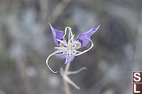 Sagebrush Mariposa Lily