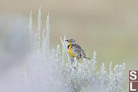 Western Meadowlark Side