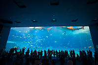 Crowd Watching Whale Sharks Go By