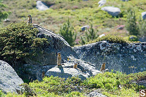 Ground Squirrels On The Lookout