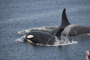Young Orca With Mom