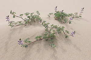 Lupin Growing In Sand