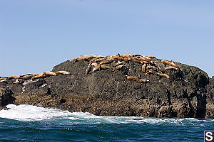 Sea Lions On Rock