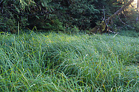 Grass At Edge Of Forest