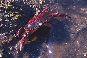 Red Rock Crab