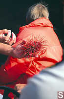 Red Sea Urchin