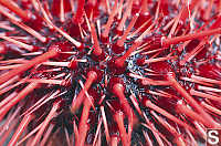 Spines On Urchin