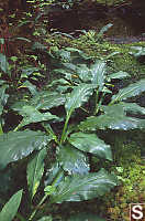 Skunk Cabbage