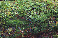 Variety Of Mosses Growing On Log