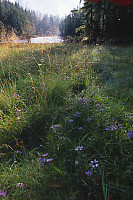 Walk Up River