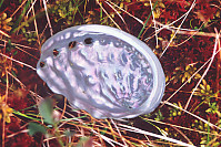 Abalone Shell On Sphagnum