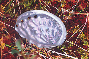 Abalone Shell On Sphagnum