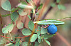 bog blueberry