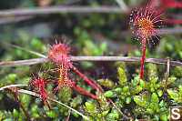 Sundew in Sphagnum