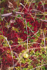 Immature Bog Cranberry