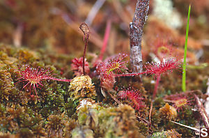 Round-Leaved Sundew