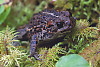 Western Toad In Moss