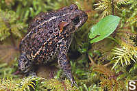 Toad Side View
