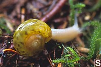 Still Blurry Snail