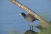 American Coot On Fallen Tree