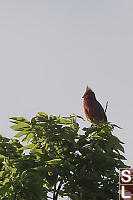 Northern Cardinal In Tree Top