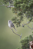 Rufous-crowned Sparrow