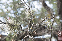 Small Ballmoss With Flowers