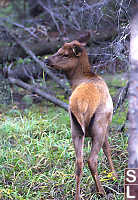 Baby Elk