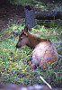 Elk Doe Sitting Down