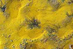 Ocre Soil