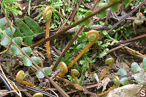 Baby Deer Ferns