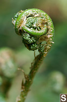 Bracken Head Other Way