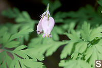 Pacific Bleeding Heart