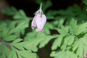 Pacific Bleeding Heart