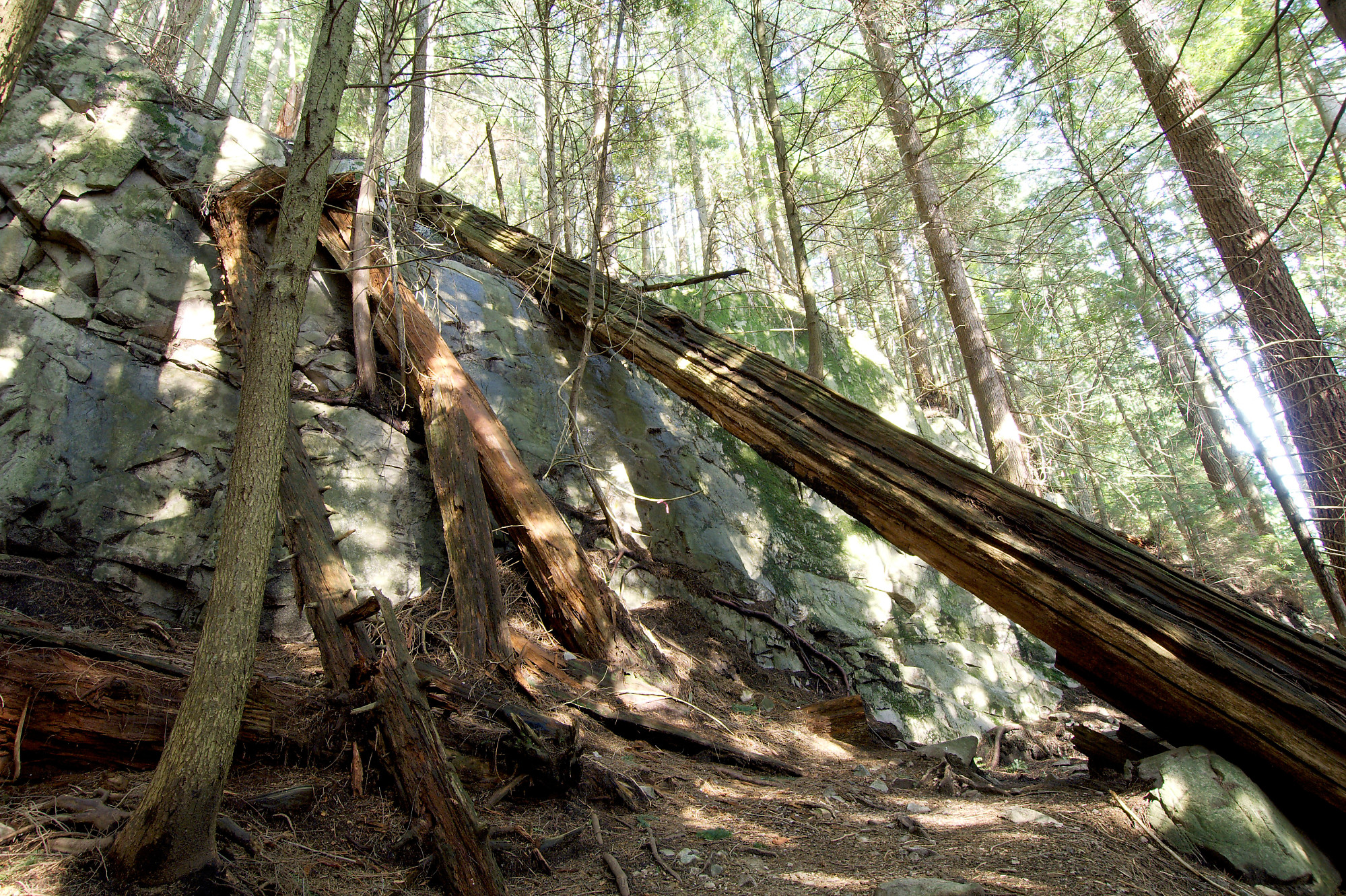 Tree Leaning Against Rock