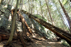 Tree Leaning Against Rock