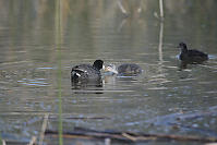 American Coot Feeding Chick