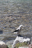 Clarks Nutcracker At Agnes Lake