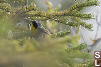 Common Yellowthroat Still Wet