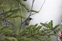 Common Yellowthroat With Insect