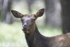 Female Elk Near Campsite