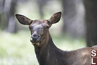 Female Elk Near Campsite