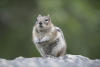 Golden Mantled Ground Squirrel