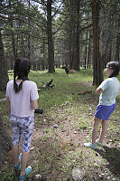 Kids In Forest With Elk