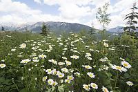 Roadside Daisies