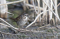 Song Sparrow Looking For Bugs