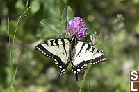 Tiger Swallowtail On Clover