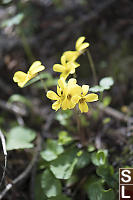 Violets Trailside