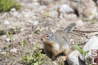 Columbia Ground Squirrel